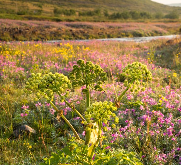 Leiðir til byggðafestu